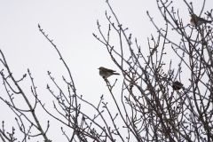 Fieldfare & Starlings