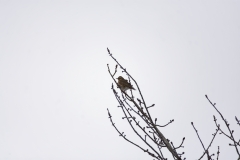 Redwing