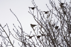 Fieldfare & Starlings