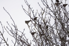 Fieldfare & Starlings