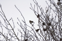 Fieldfare & Starlings