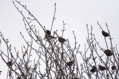 Fieldfare & Starlings