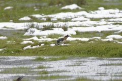 Lapwing