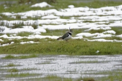 Lapwing