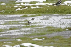 Wacky Pied Wagtails & Lapwing in Background