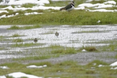 Wacky Pied Wagtails & Lapwing in Background