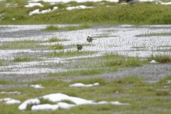 Wacky Pied Wagtails