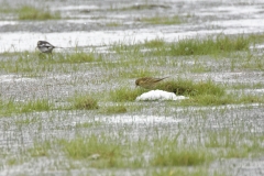 Wacky Pied Wagtails & Meadow Pipit