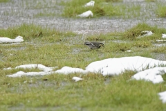 Wacky Pied Wagtail