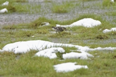 Wacky Pied Wagtail