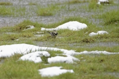 Wacky Pied Wagtail