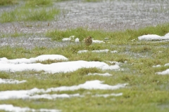 Meadow Pipit