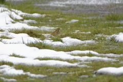 Meadow Pipit