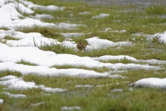 Meadow Pipit