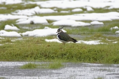 Lapwing