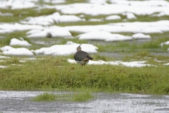 Lapwing