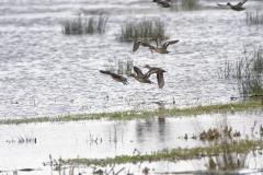 Mallard in Flight