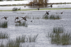 Mallard in Flight