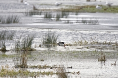 Lapwing in Flight