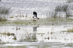 Lapwing in Flight