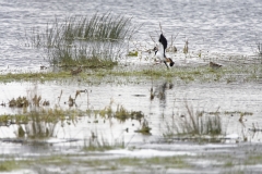 Lapwing in Flight