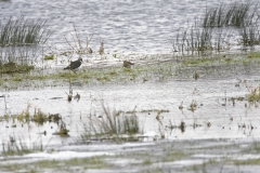 Lapwing & Snipe