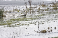 Lapwing