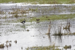 Lapwing & Snipes