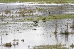 Lapwing & Snipes