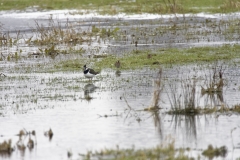 Lapwing & Snipes