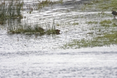 Lapwing & Snipes