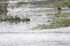 Lapwing & Snipes