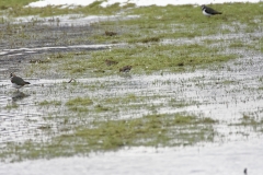 Lapwings & Snipes