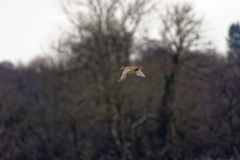 Female Pheasant in Flight