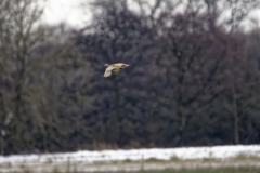 Female Pheasant in Flight