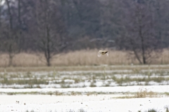 Female Pheasant in Flight