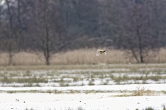 Female Pheasant in Flight