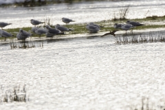 Snipe in Flight near Gulls