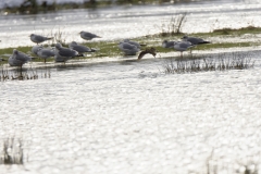 Snipe in Flight near Gulls