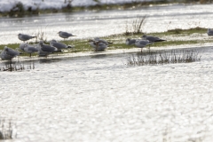 Snipe in Flight near Gulls