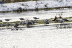 Snipe in Flight near Gulls