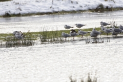 Snipe in Flight near Gulls