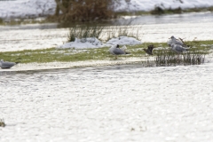 Snipe in Flight near Gulls