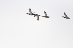 Mallards in Flight