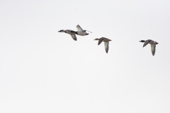 Mallards in Flight