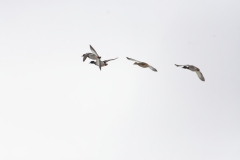 Mallards in Flight