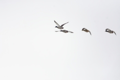 Mallards in Flight