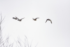 Mallards in Flight