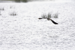 Lapwing in Flight