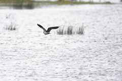 Lapwing in Flight